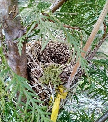 Bird nest in planted Western red cedar tree at McCarthy Creek Project
