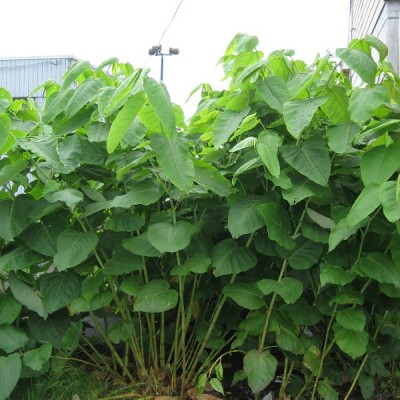 giant_knotweed_young_plants