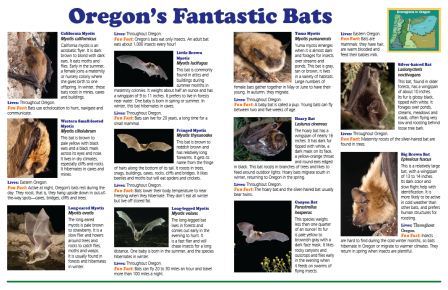 Bats Poster