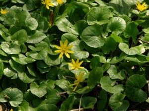 Small_Ranunculus_ficaria_2007-03-29-06_upper_Amazon_Park_LANE