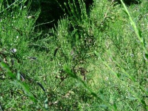 Small_ScotchBroomField_Spangler_MA_2012_08_01_4