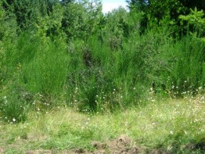 Small_scotch_broom_Graff_MA_2010_07_29