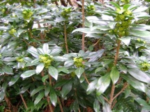 Small_spurge_laurel