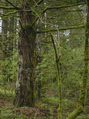 Conifer Forest with Native Understory