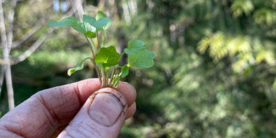 Close up of person holding small green plants between thumb and forefinger