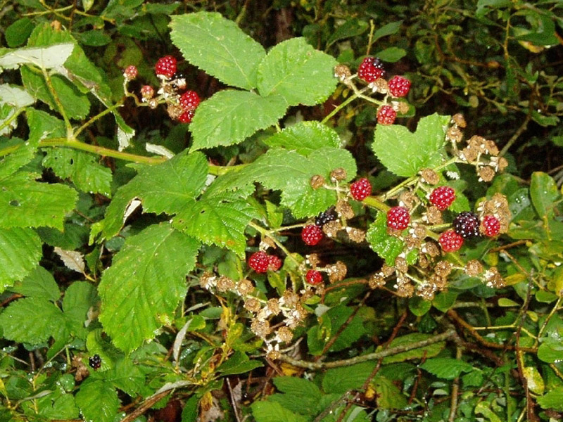 photo of Himalayan/Armenian blackberry, Vine with green leaves and red and black berries