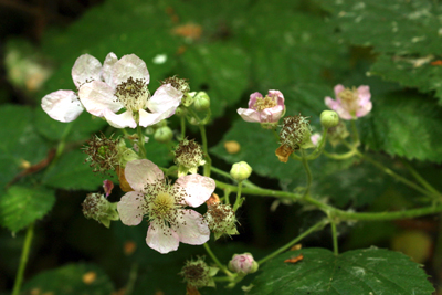 photo of Himalayan blackberry blossoms. Green vine and leaves with small white flowers