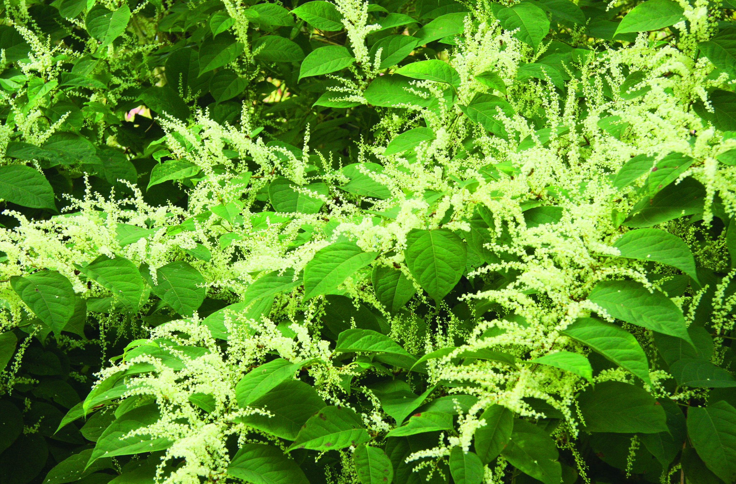 frydek plant Mythic Frydek