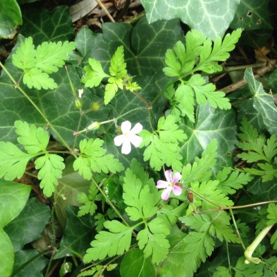 Multicolor-WHITE herb robert_Comus and Summerville_June 2014_MD (3)
