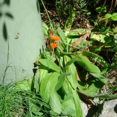 Orange hawkweed_Sunlight Condos_MA_2012_07_24 (11)