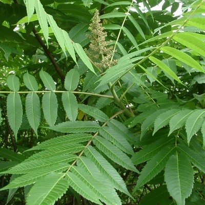 ailanthusfloracyberiajpg-d109a29a66f74eef