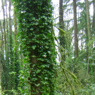 Invasive ivy strangling trees