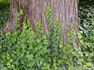 ivy vines growing up the base of a tree