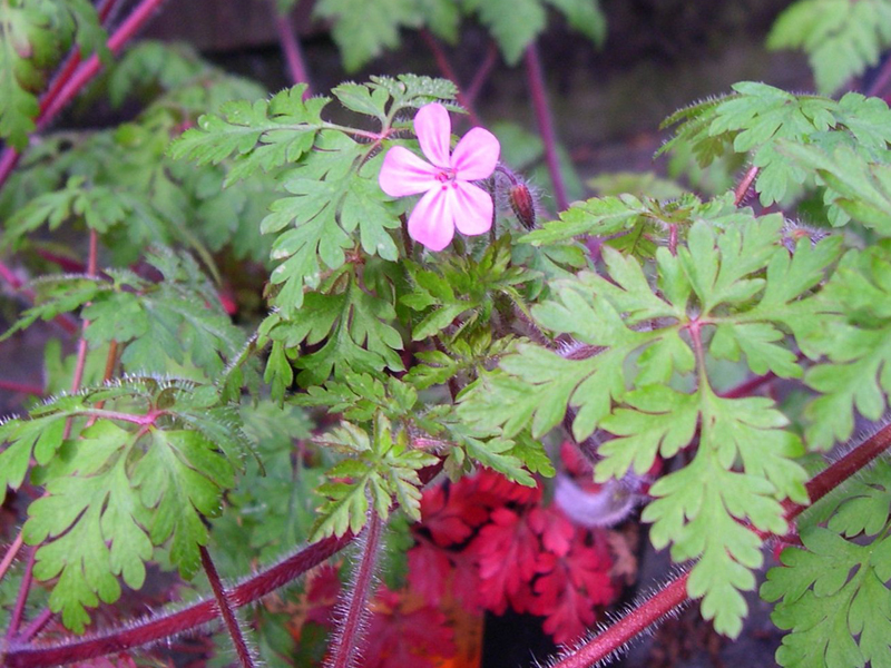 small plant with red stems, green leaves, small pink flower