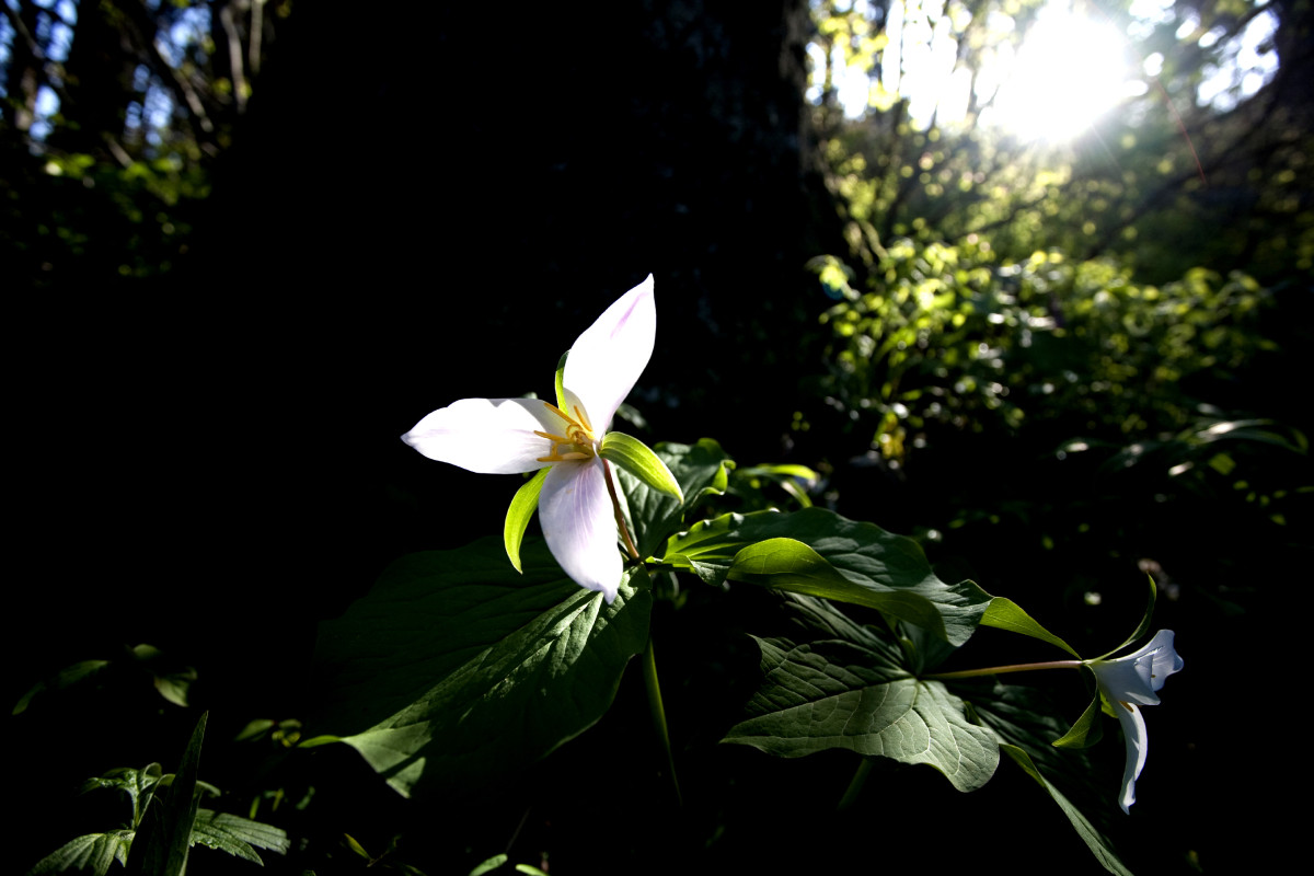 Trillium flower glows white in backlit setting in front of dark tree.