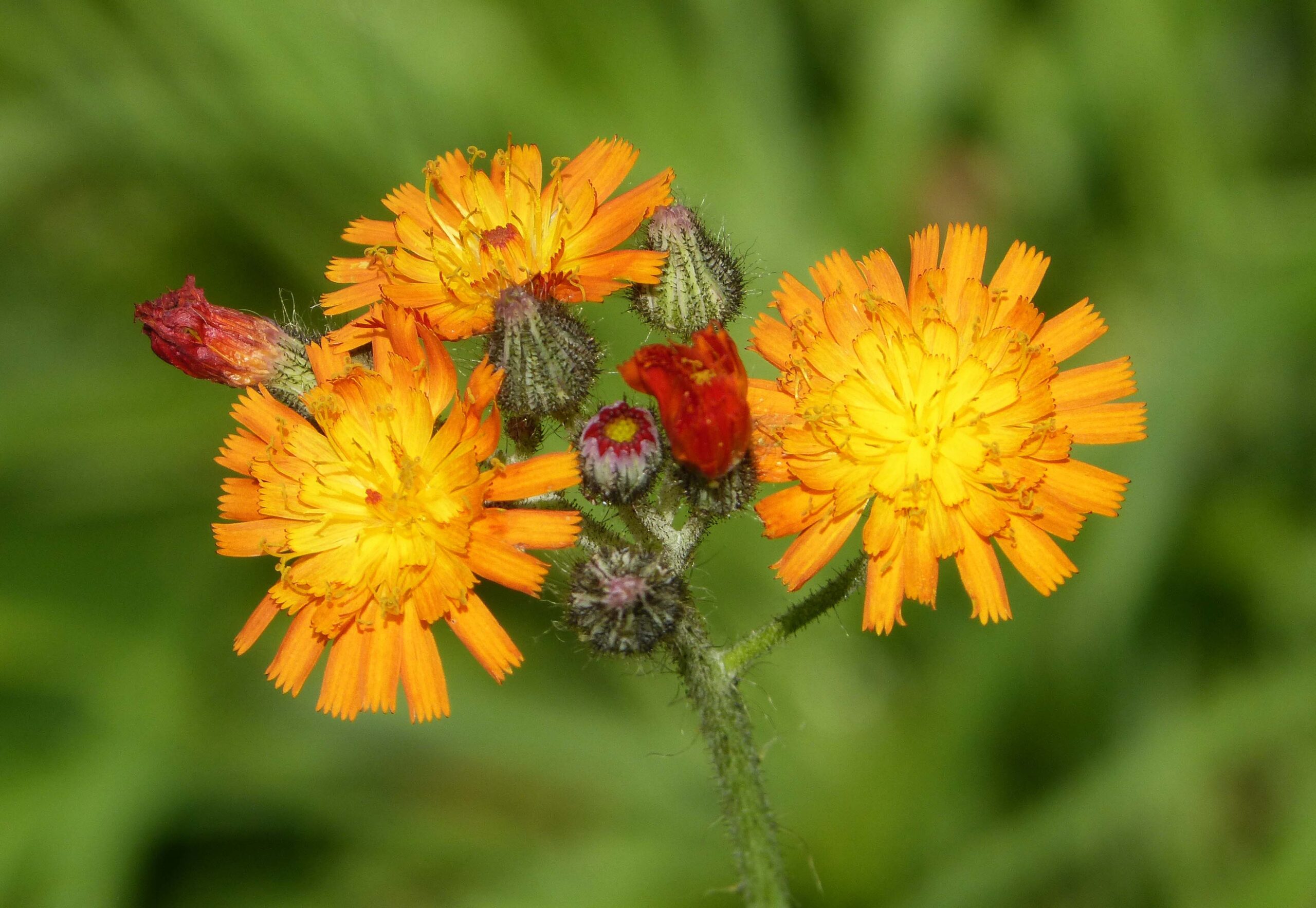 Orange hawkweed West Multnomah Soil & Water Conservation District