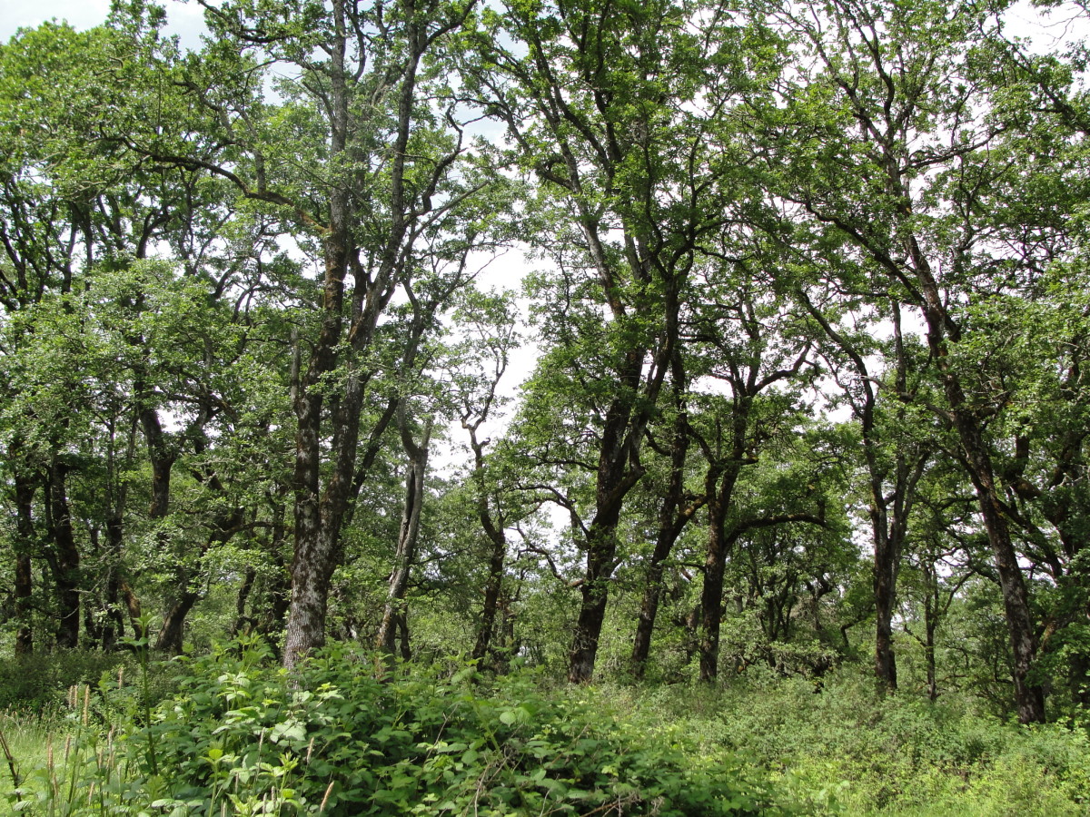 Oak woodlands
