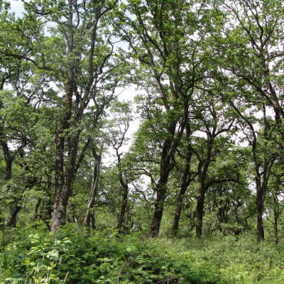 May 19, 2009 oak woodland GREAT by KK_Sauive or...