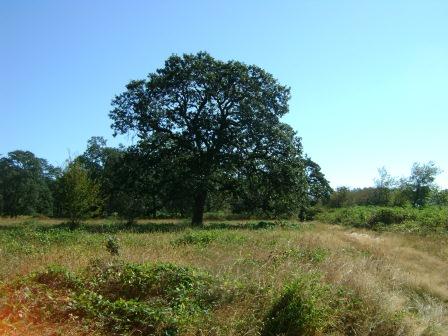 large mature oak tree in a field with a blue sky and some smaller trees in the background