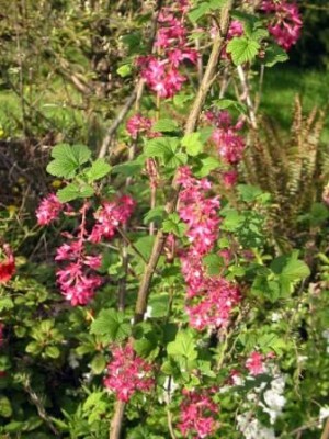 pink flowers on a green vine
