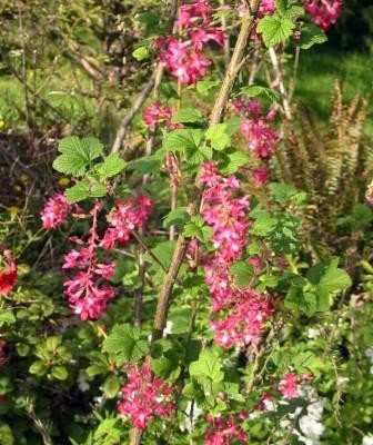 Large Red Flowering Currant