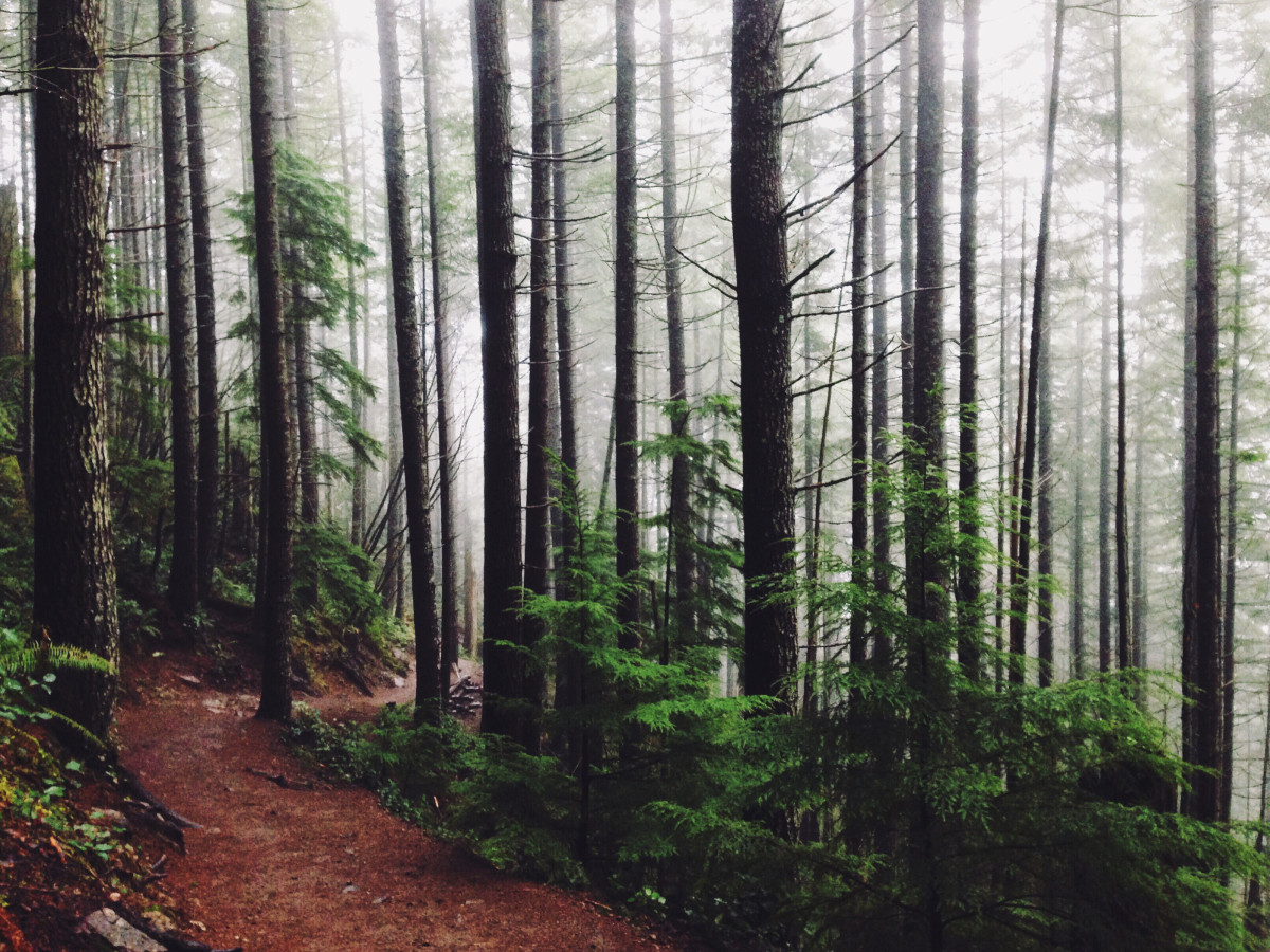 Conifer forests