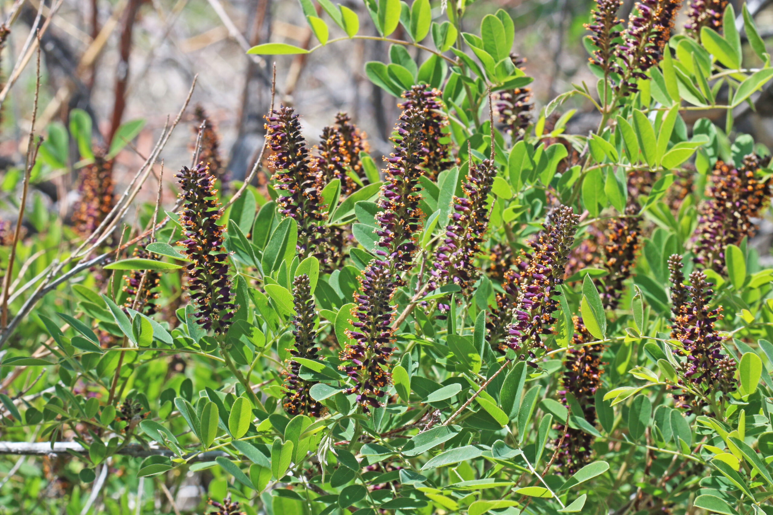 Desert false indigo/ Indigo bush - West Multnomah Soil & Water ...