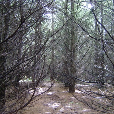 Tree thinning pic2