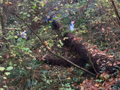 November, 2016 work party in Terwilliger Park to remove ivy (Photo: Carol Henry)