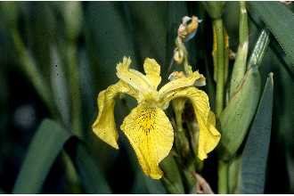 yellow iris flowers with 3 drooping leaves