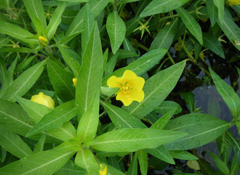 Water primrose West Multnomah Soil & Water Conservation District
