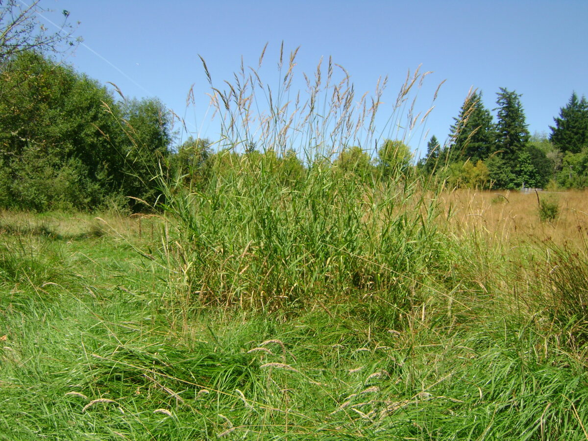patch of tall reed canary grass in a large field
