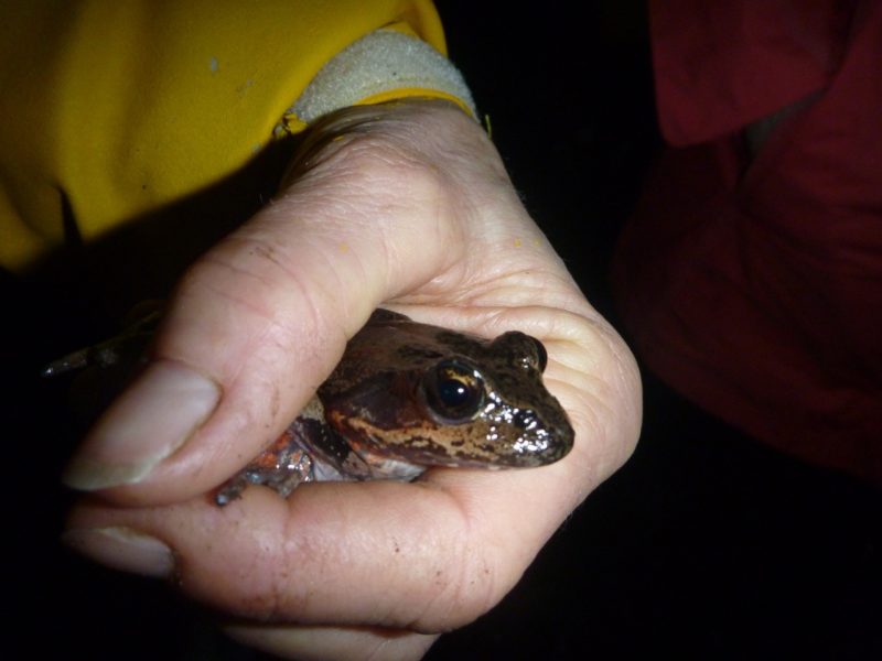 frog in a person's hand
