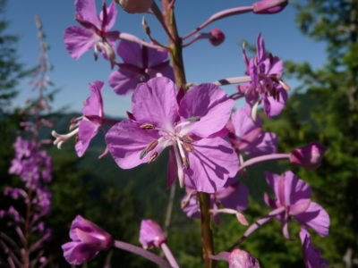 close up of purple fireweed flower