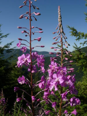 photo of Fireweed, a tall stalk with purple flowers and unopened buds. Mountains in the background