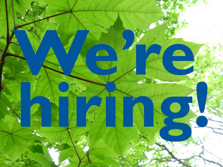 text We're hiring on top of a green maple tree leaves