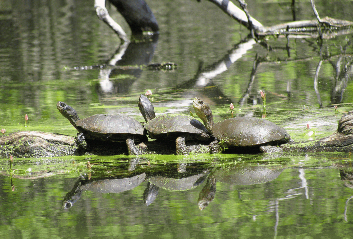 Turtles on log in water