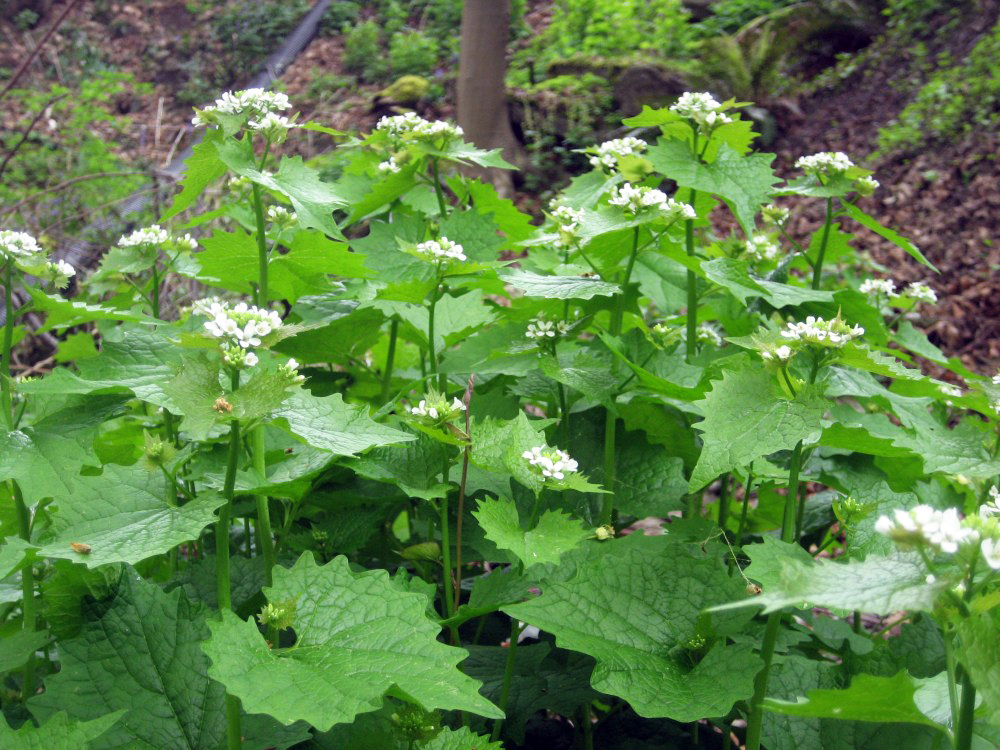 Garlic mustard plant - green leaf plant with white flowers