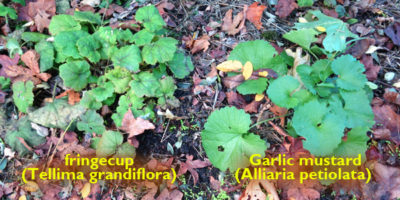 fringecup green plant next to similar looking garlic mustard