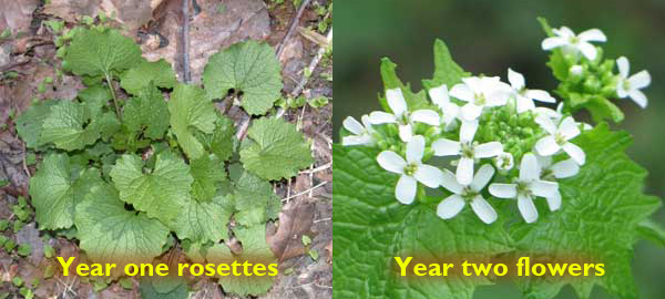 side by side of Garlic mustard plants at year one and year two