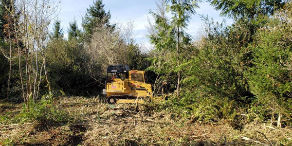 tractor removes invasive holly trees