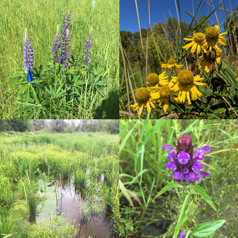 4 photos in a grid: 2 purple flowers, 1 yellow flower, creek with green plants