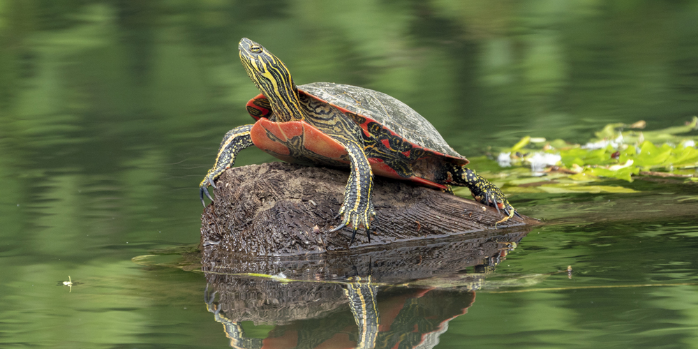turtle on a rock surrounded by water