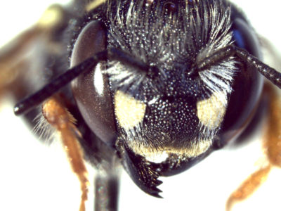 magnified view of bee head and mandible
