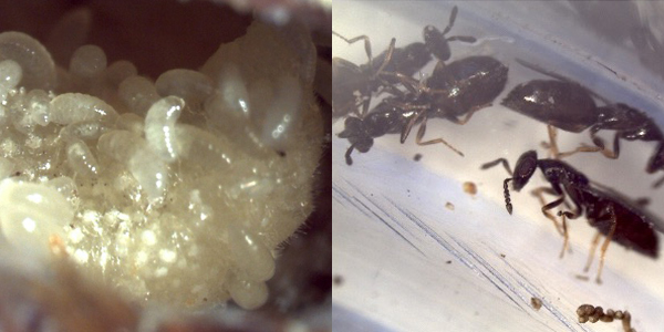 2 side-by-side photos of tiny wasps. Larva on left adults on rightva