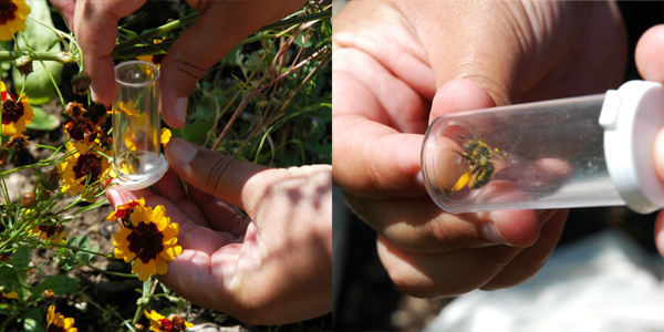 2 side-by-side photos of capturing a bee in a small plastic vial