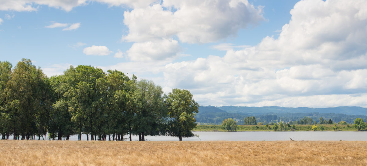 trees by a lake with dry golden grass in the foreground and a blue sky with clouds overhead