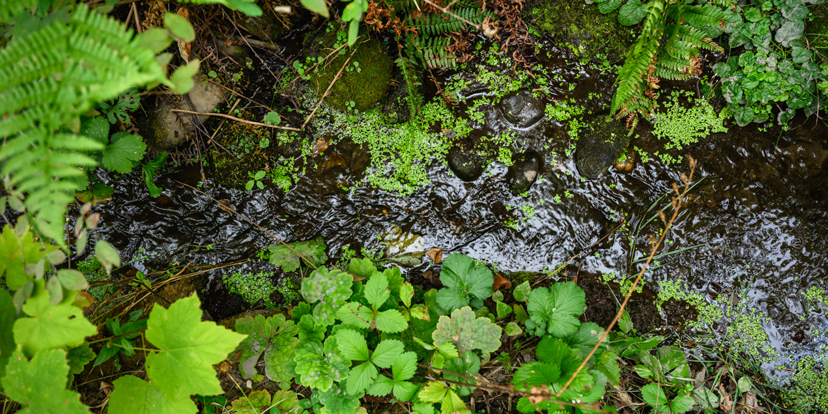 close up view of small stream with green plants