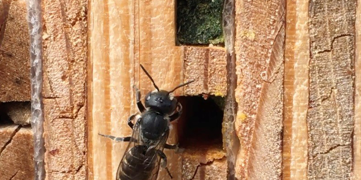 Bee by hole in wood block