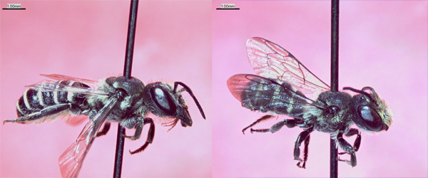 two pinned bee specimen against pink background